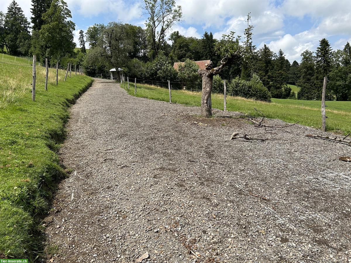 Bild 4: Offenstallplätze frei auf Bio-Bauernhof in Wald ZH