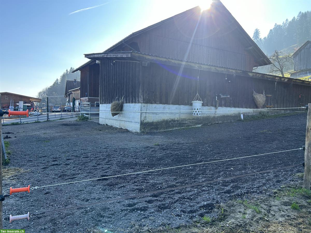 Bild 5: Offenstallplätze frei auf Bio-Bauernhof in Wald ZH