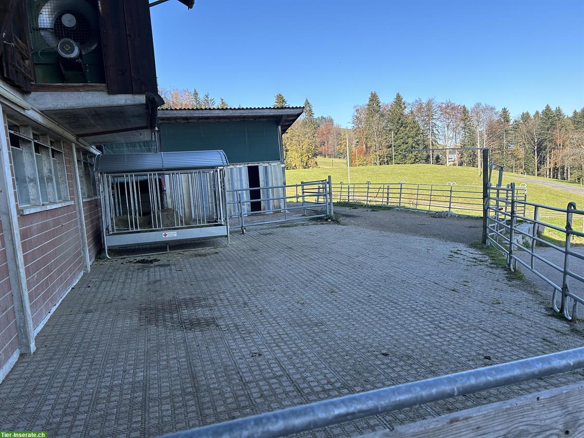 Bild 6: Offenstallplätze frei auf Bio-Bauernhof in Wald ZH