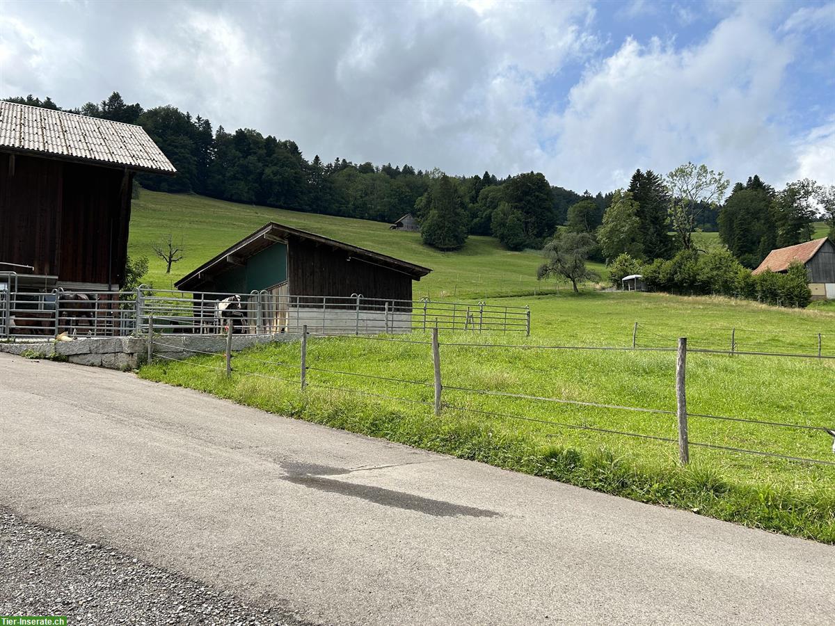 Bild 7: Offenstallplätze frei auf Bio-Bauernhof in Wald ZH