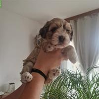 Cavachon x Bolonka/Havaneser Welpe, weiblich