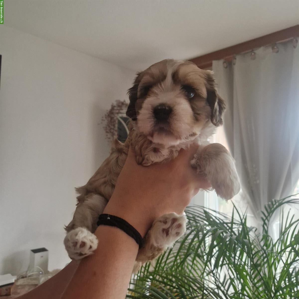 Bild 2: Cavachon x Bolonka/Havaneser Welpe, weiblich