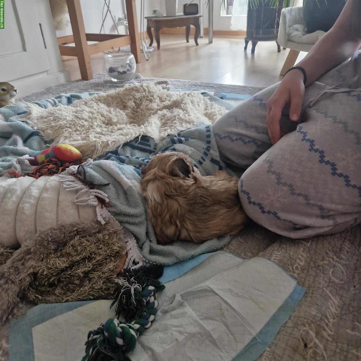 Bild 3: Cavachon x Bolonka/Havaneser Welpe, weiblich