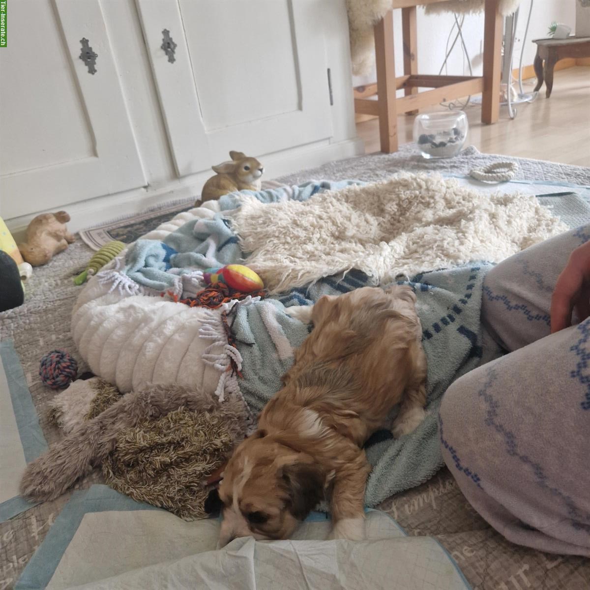 Bild 4: Cavachon x Bolonka/Havaneser Welpe, weiblich