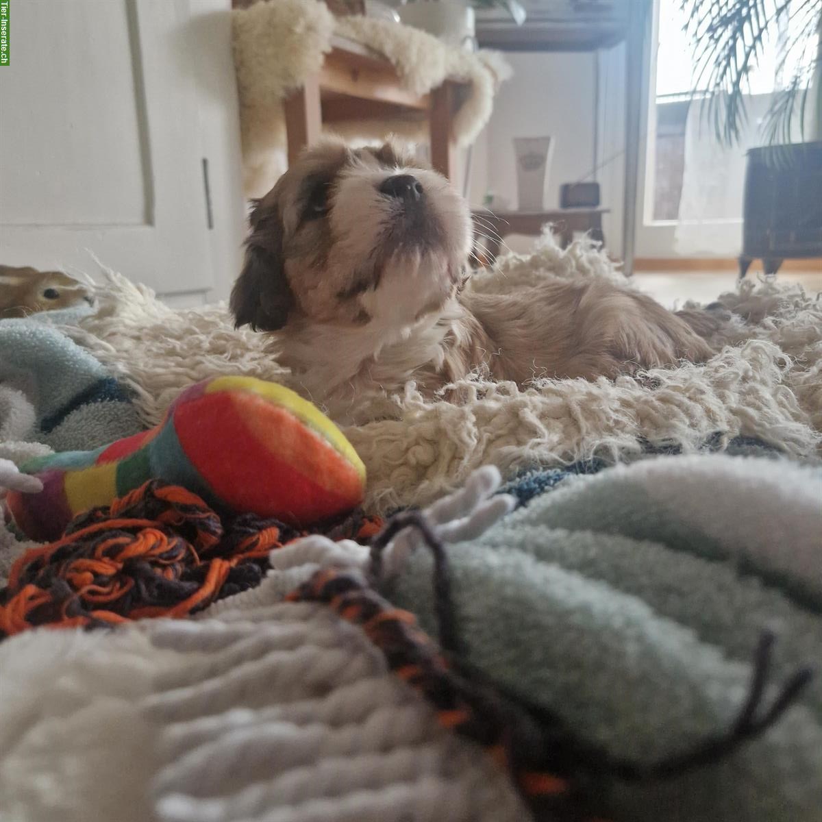 Bild 5: Cavachon x Bolonka/Havaneser Welpe, weiblich