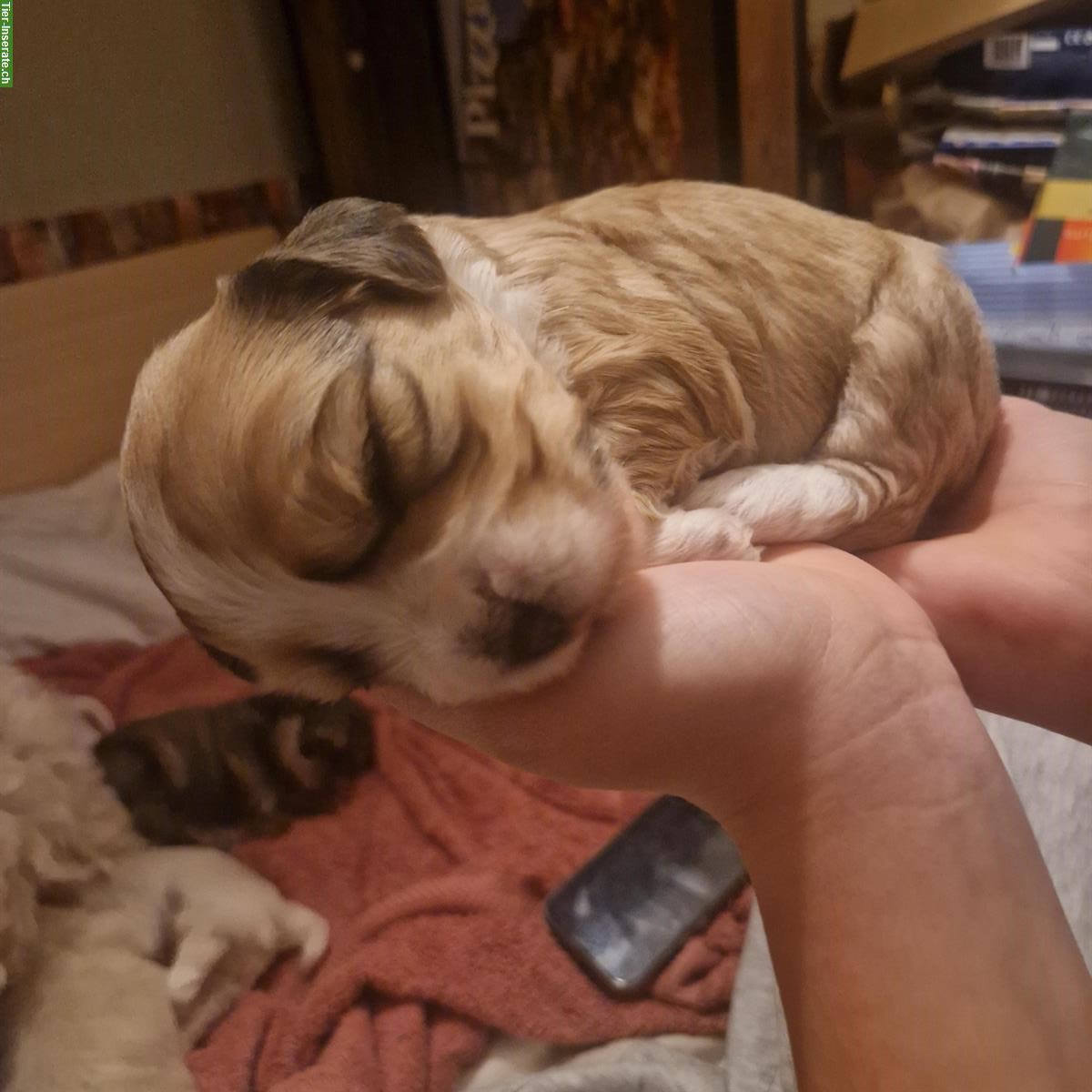 Bild 6: Cavachon x Bolonka/Havaneser Welpe, weiblich