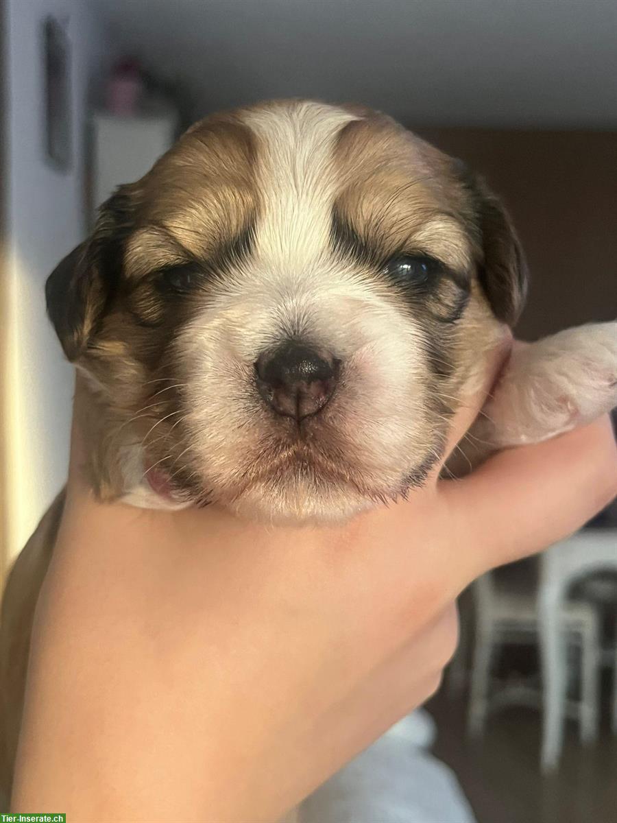 Bild 7: Cavachon x Bolonka/Havaneser Welpe, weiblich