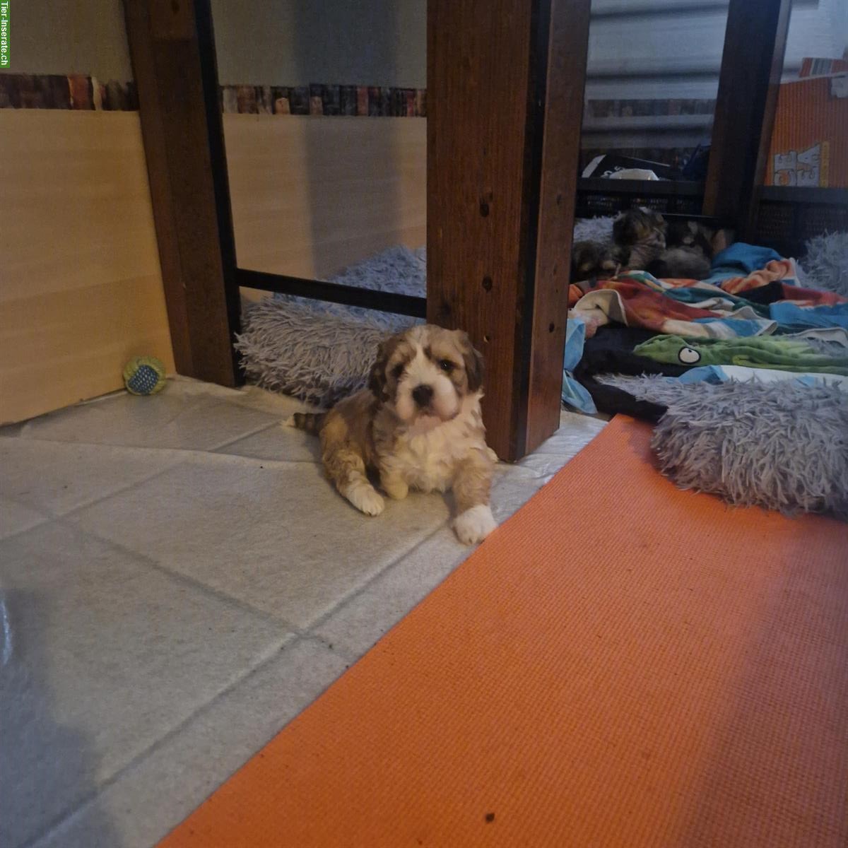 Bild 8: Cavachon x Bolonka/Havaneser Welpe, weiblich