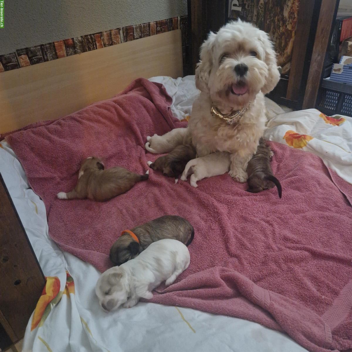 Bild 9: Cavachon x Bolonka/Havaneser Welpe, weiblich