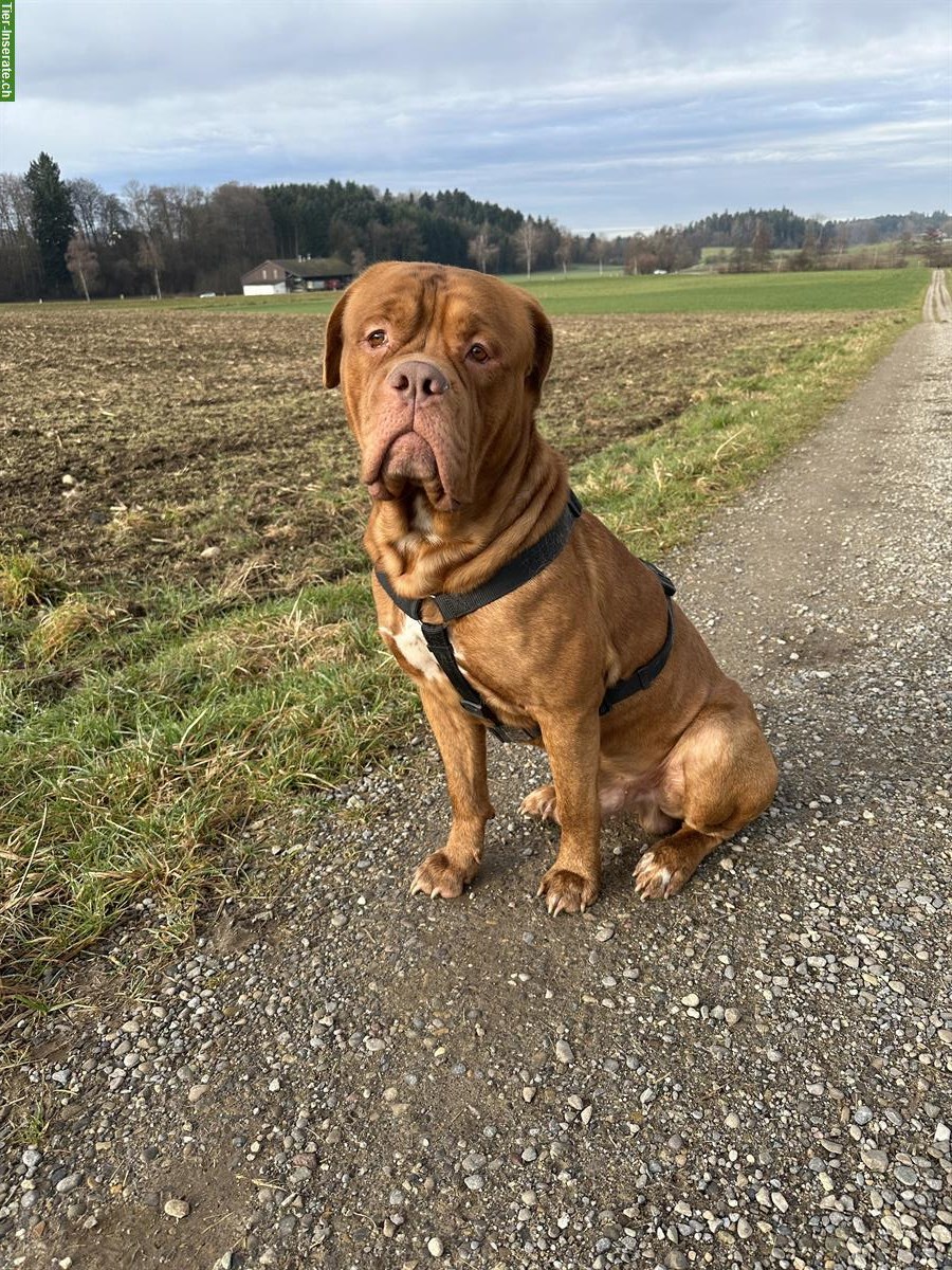 Bordeaux-Dogge Boxer Mischlingsrüde zu verkaufen