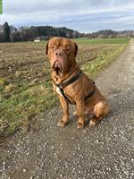 Bordeaux-Dogge Boxer Mischlingsrüde zu verkaufen