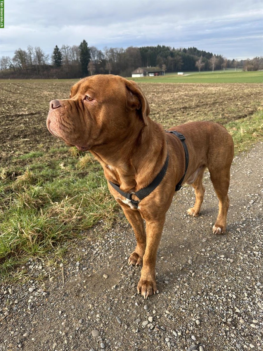 Bild 2: Bordeaux-Dogge Boxer Mischlingsrüde zu verkaufen