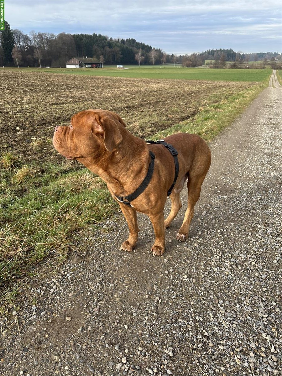 Bild 3: Bordeaux-Dogge Boxer Mischlingsrüde zu verkaufen