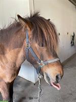 Lustiger Charakter-Isländer Wallach sucht Herzensmensch