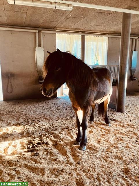 Bild 2: Lustiger Charakter-Isländer Wallach sucht Herzensmensch