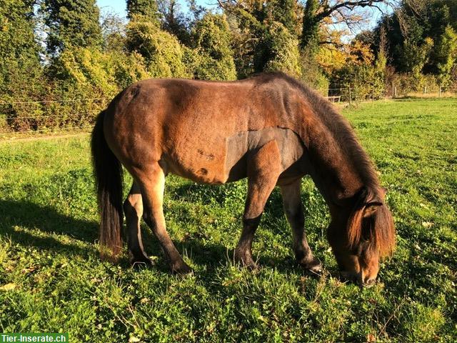 Bild 3: Lustiger Charakter-Isländer Wallach sucht Herzensmensch