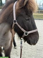 Isländer Wallach, Herzenspferd sucht seinen Menschen