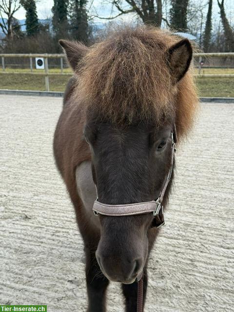 Bild 2: Isländer Wallach, Herzenspferd sucht seinen Menschen