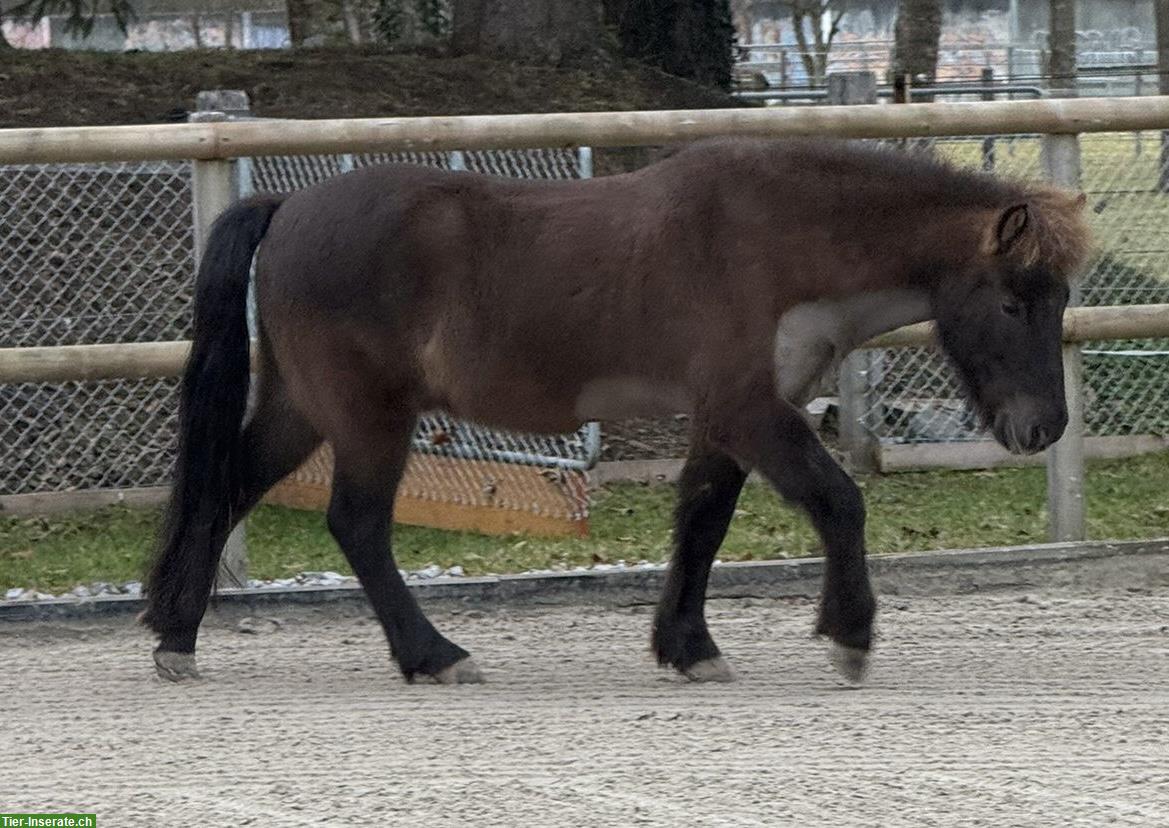 Bild 3: Isländer Wallach, Herzenspferd sucht seinen Menschen