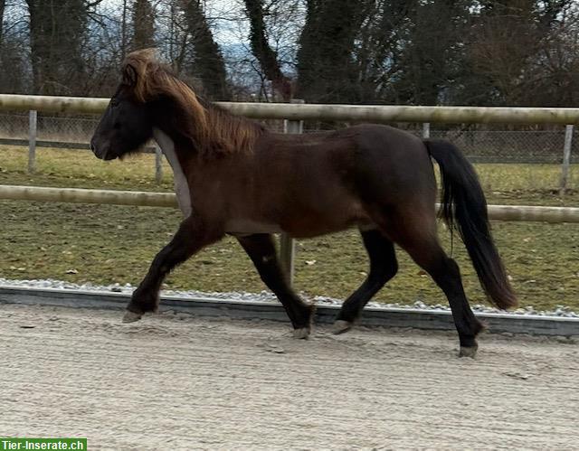 Bild 4: Isländer Wallach, Herzenspferd sucht seinen Menschen