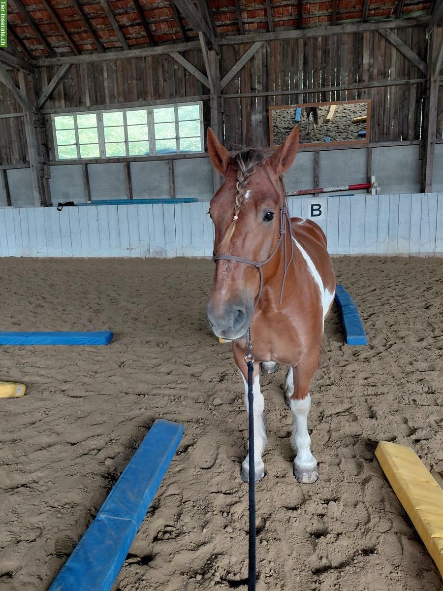 Bild 2: Gosse Auslaufboxe in Luzern/Littau zu vermieten