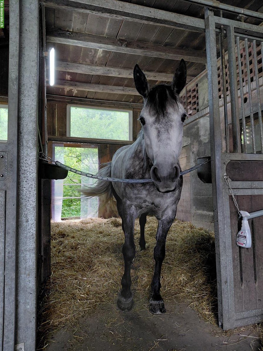 Bild 3: Gosse Auslaufboxe in Luzern/Littau zu vermieten