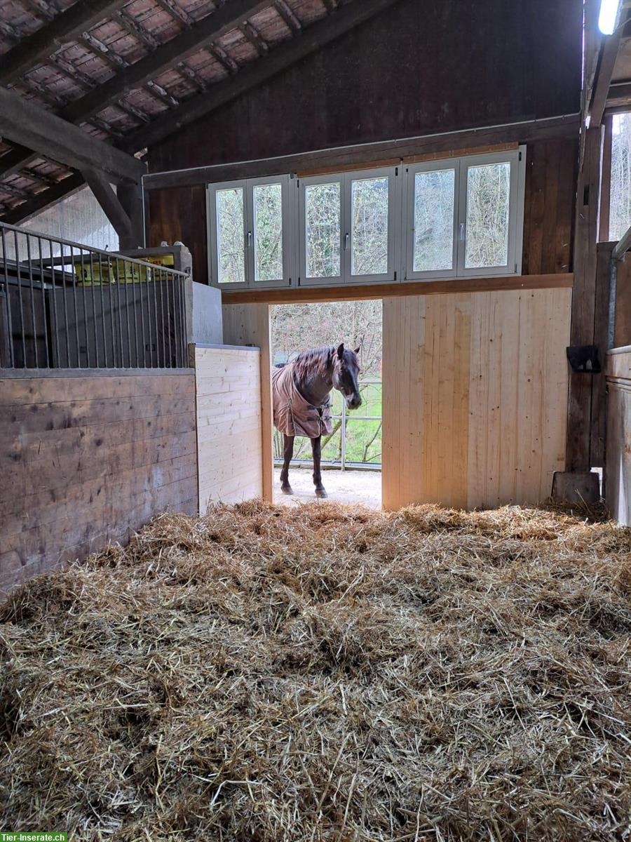 Bild 5: Gosse Auslaufboxe in Luzern/Littau zu vermieten