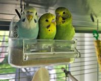 Handzahme Wellensittiche mit Zubehör
