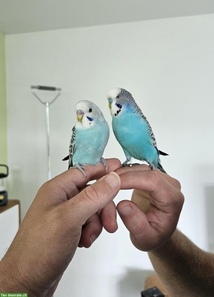 Bild 2: Handzahme Wellensittiche mit Zubehör