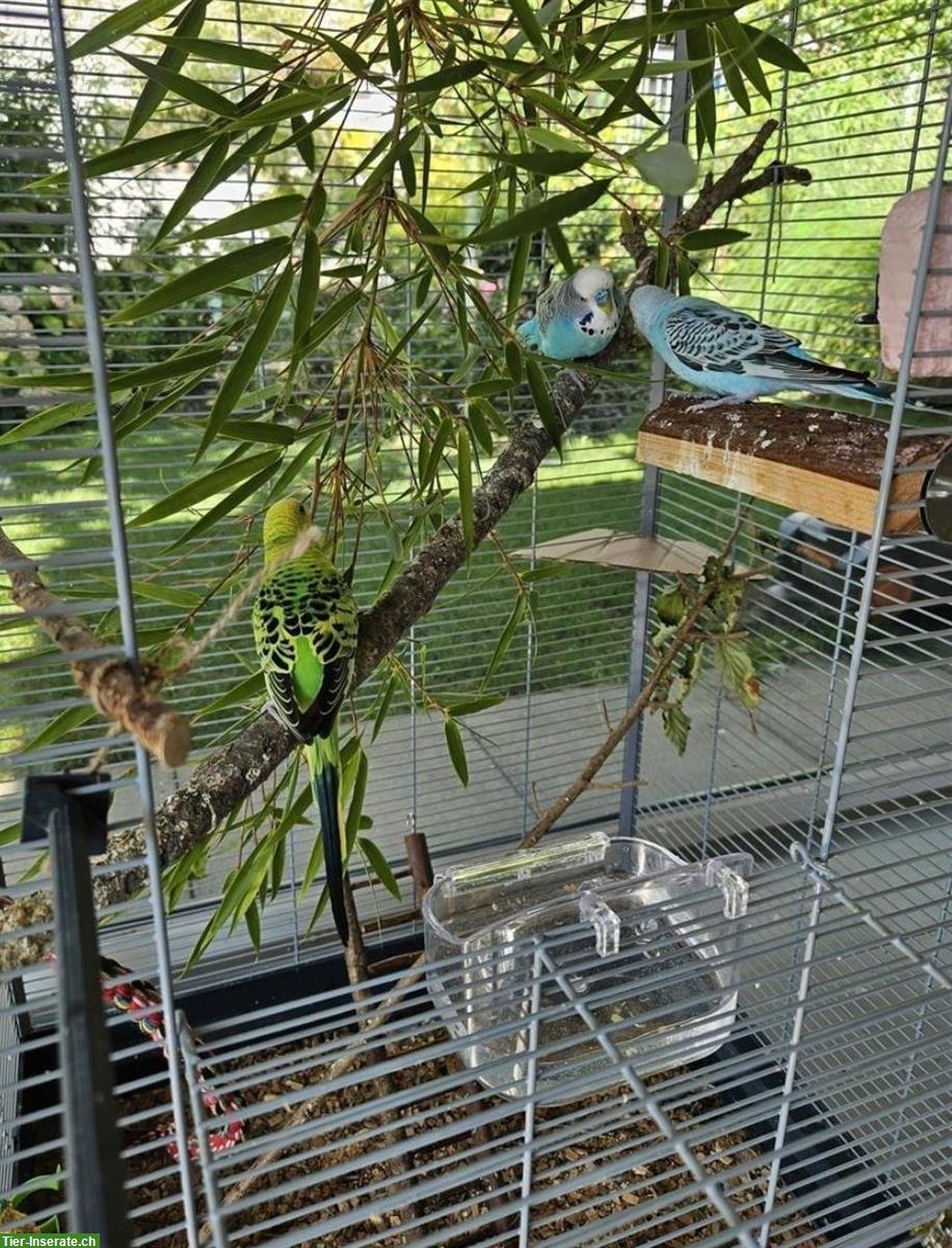 Bild 3: Handzahme Wellensittiche mit Zubehör