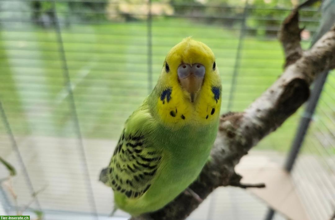 Bild 4: Handzahme Wellensittiche mit Zubehör