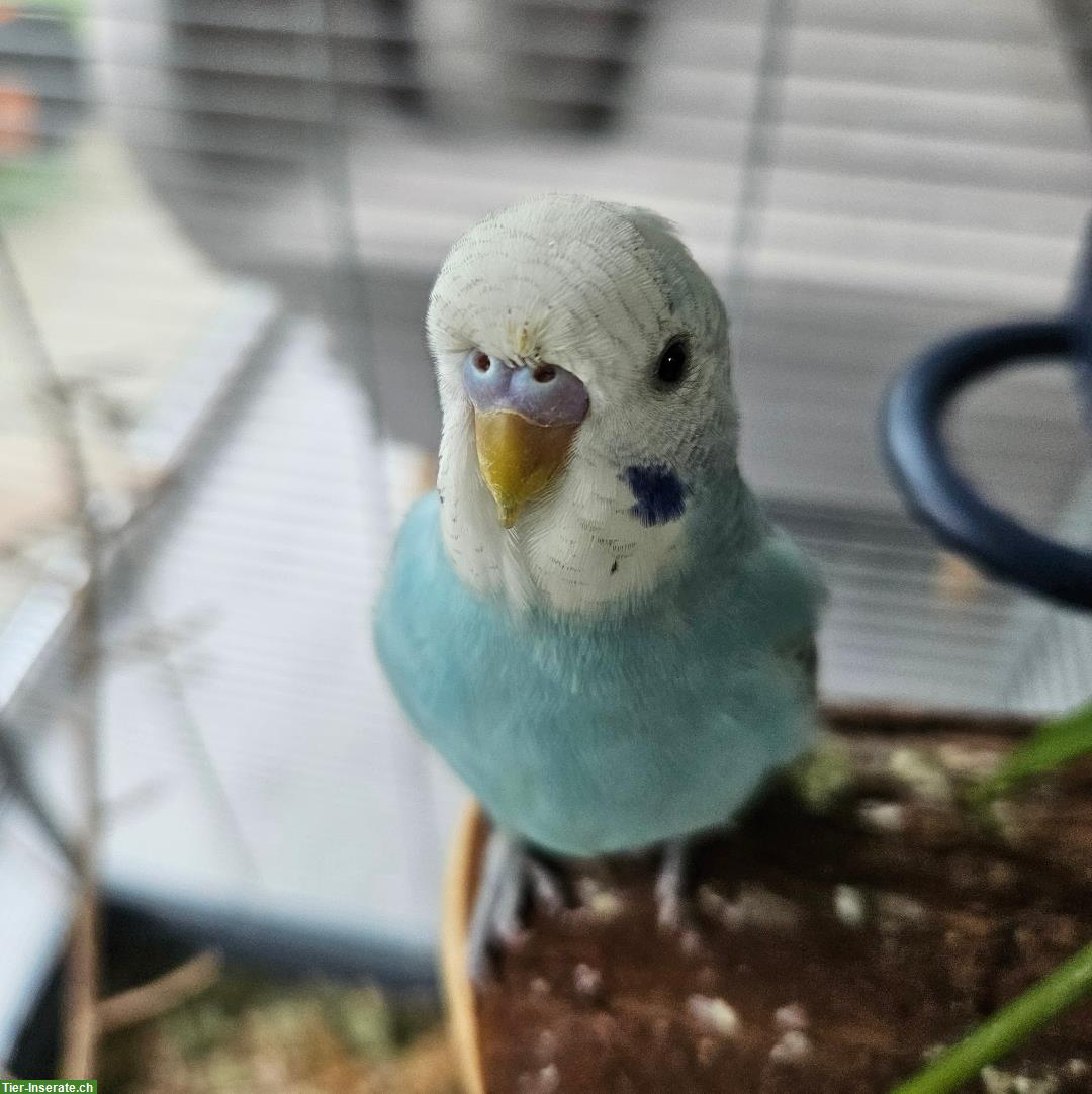 Bild 5: Handzahme Wellensittiche mit Zubehör