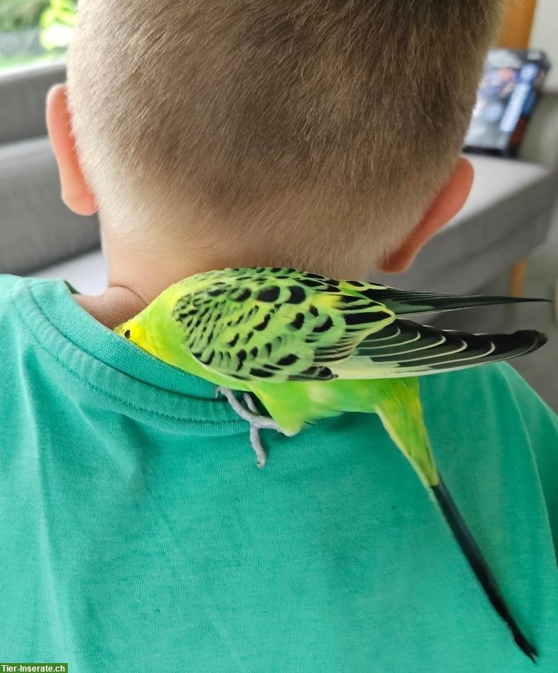 Bild 6: Handzahme Wellensittiche mit Zubehör