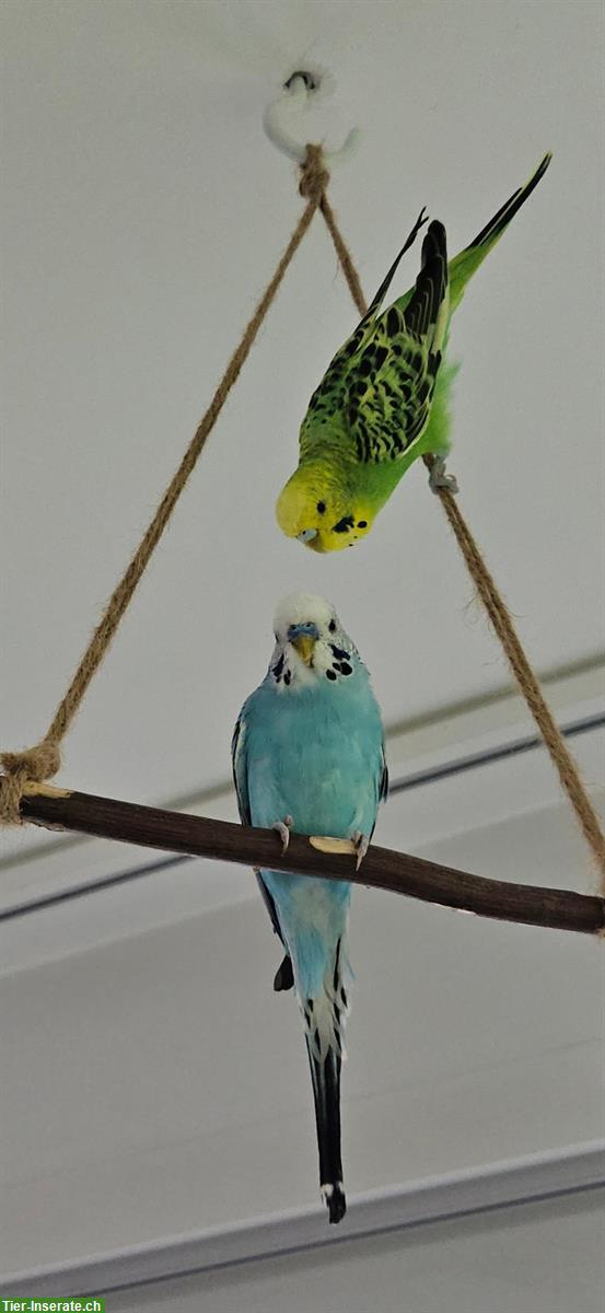 Bild 7: Handzahme Wellensittiche mit Zubehör