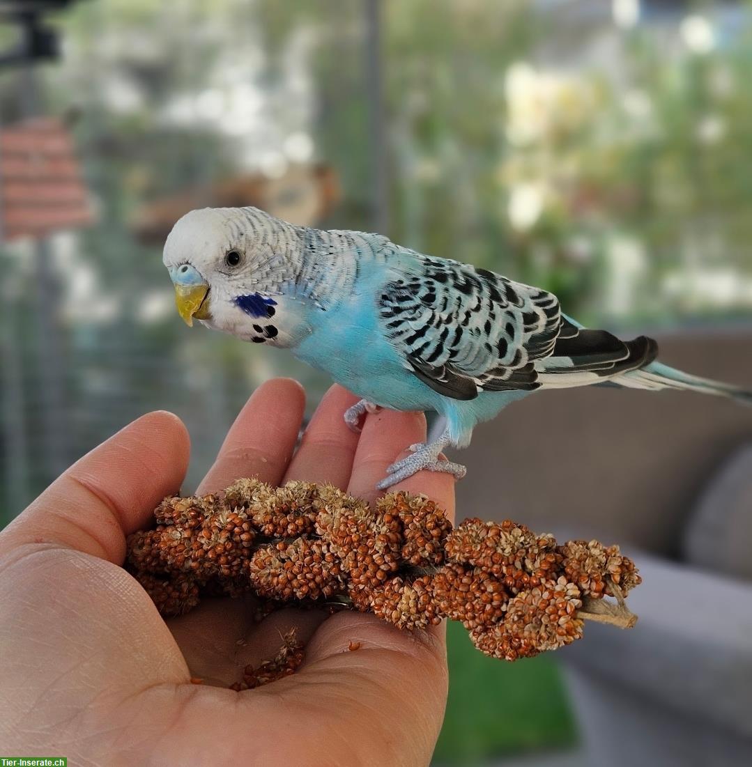 Bild 8: Handzahme Wellensittiche mit Zubehör