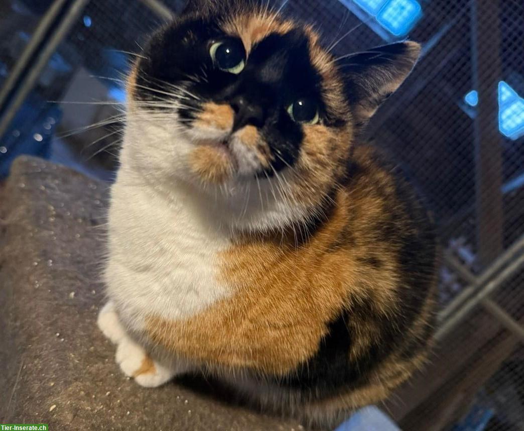 3 dreifarbige Katzen (weiblich) vom Bauernhof