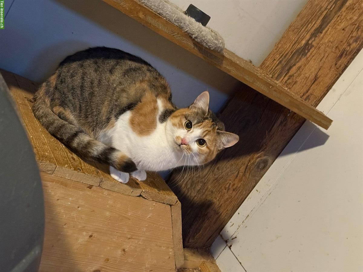 Bild 2: 3 dreifarbige Katzen (weiblich) vom Bauernhof