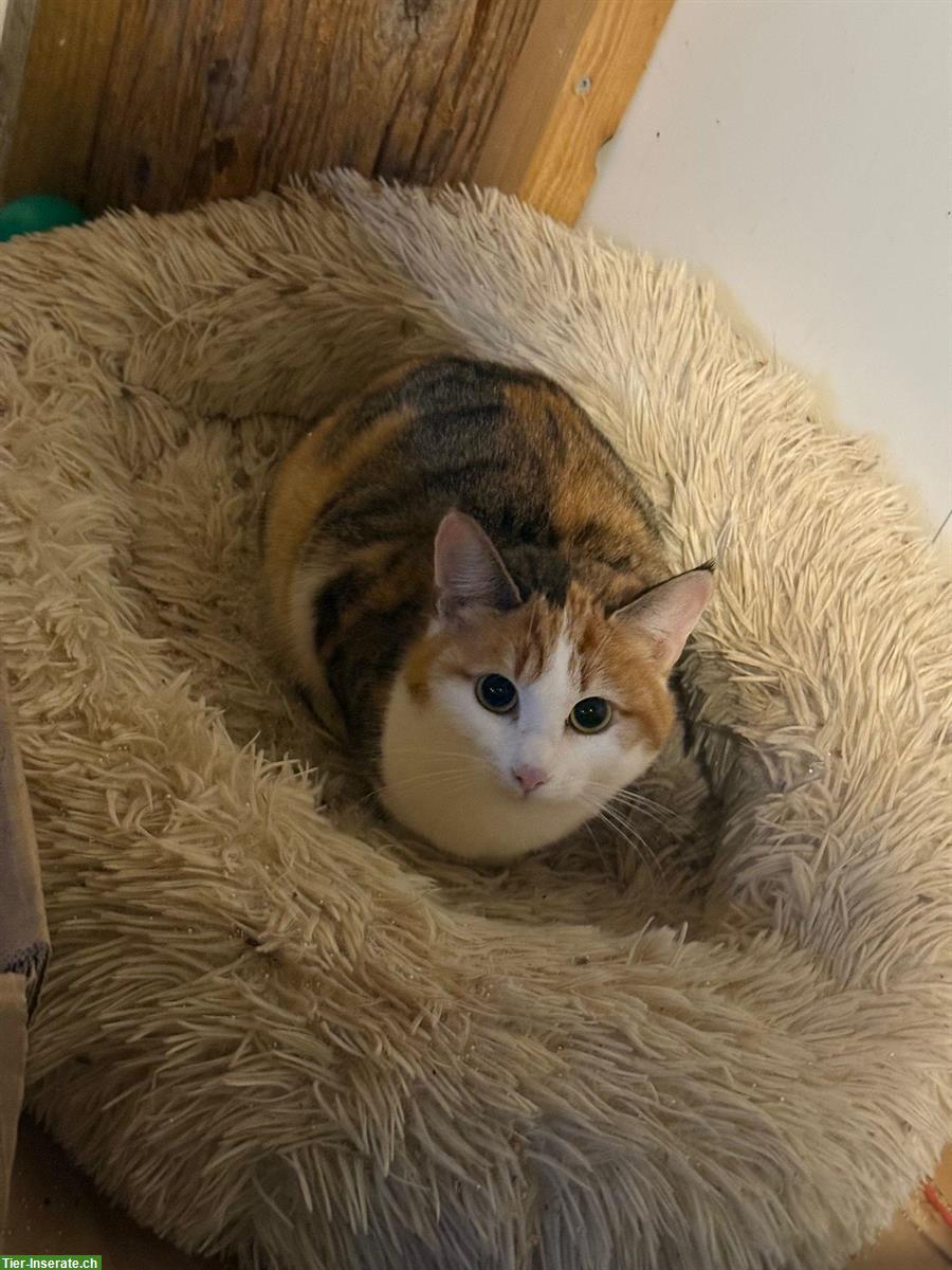 Bild 3: 3 dreifarbige Katzen (weiblich) vom Bauernhof