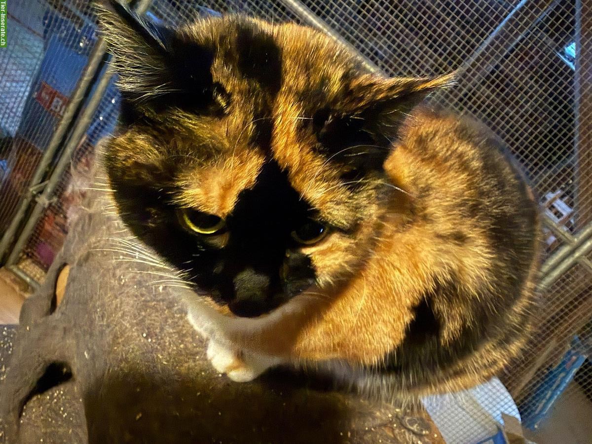 Bild 4: 3 dreifarbige Katzen (weiblich) vom Bauernhof