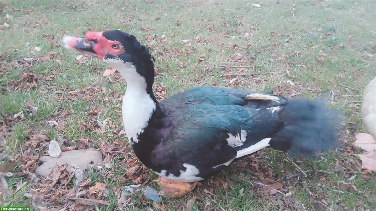 Junge Warzenenten zu verkaufen