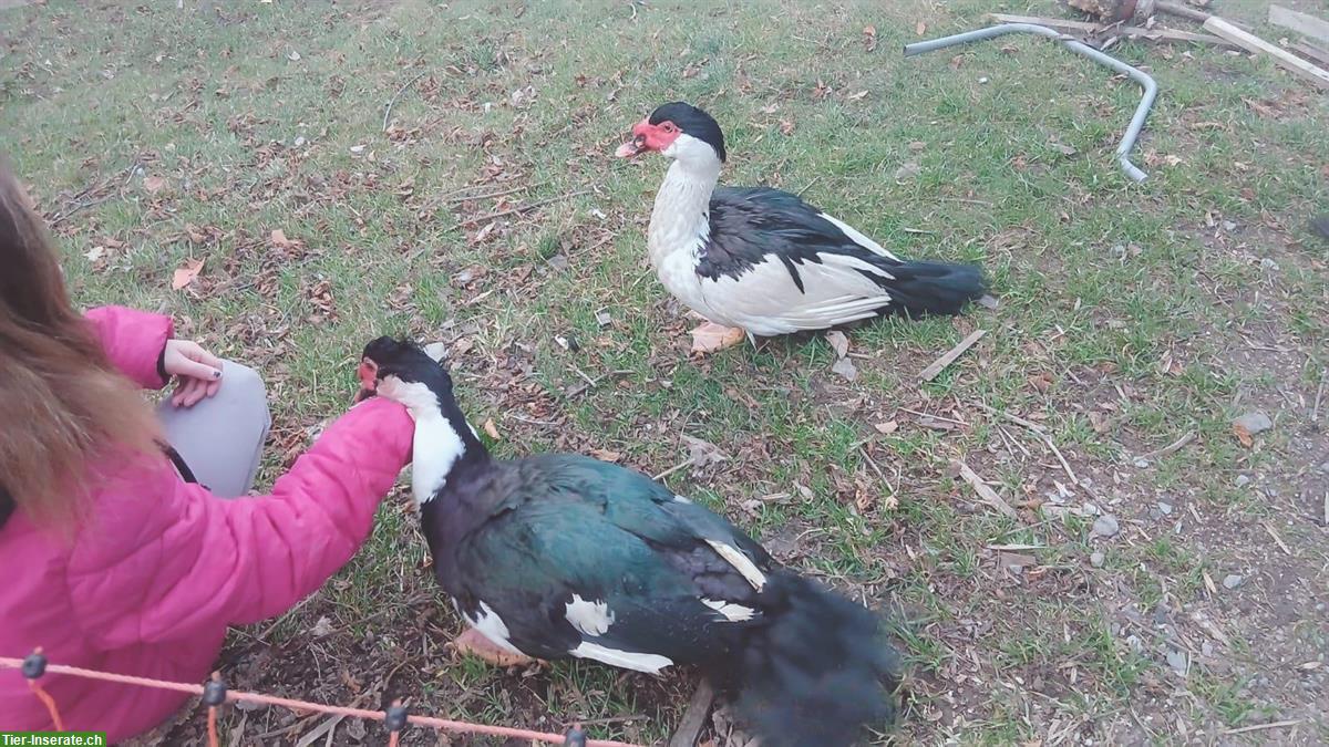 Bild 2: Junge Warzenenten zu verkaufen