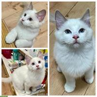 Ragdoll Kater und Ragdoll-Mix Kätzin such Freigang-Zuhause