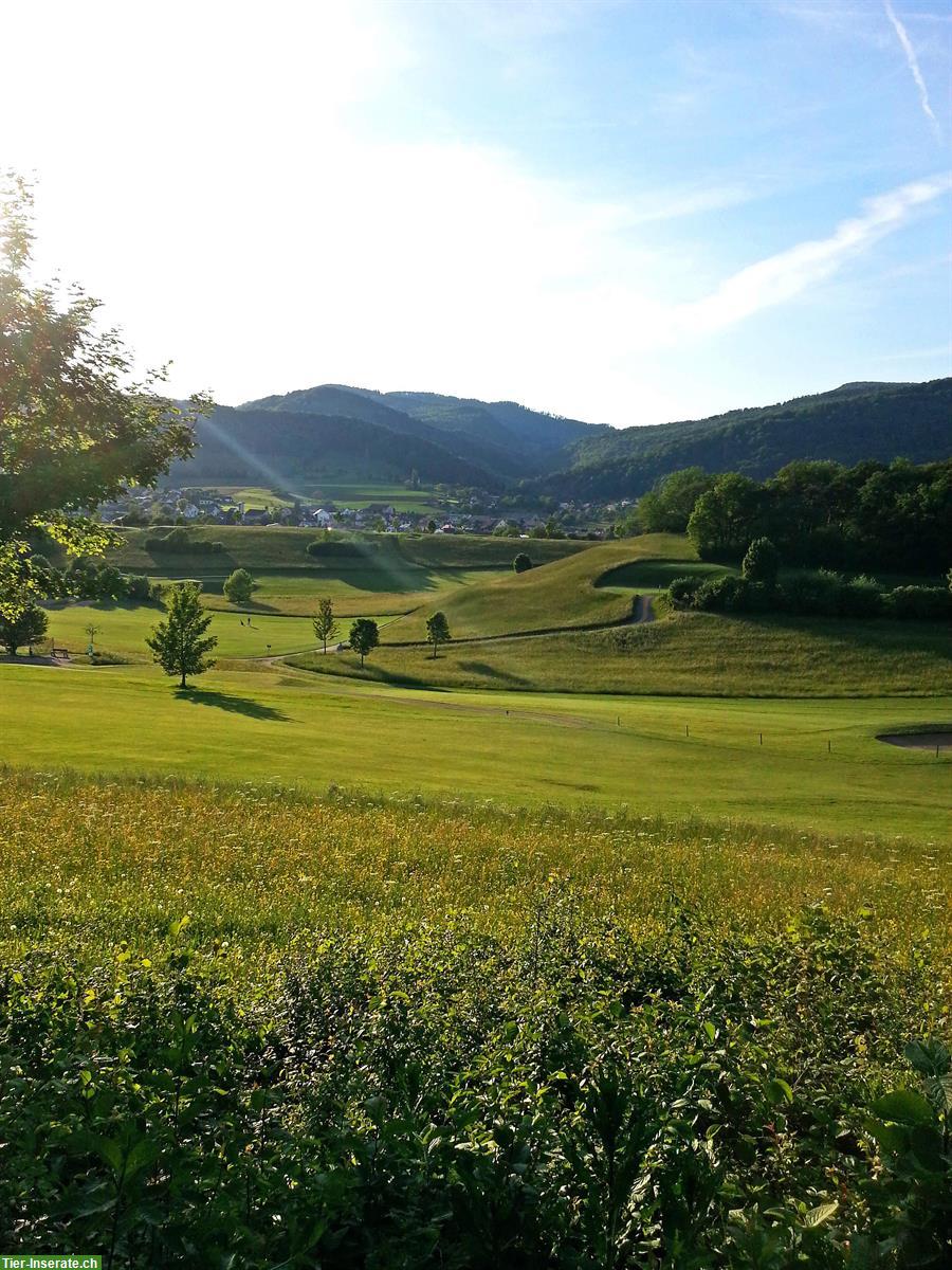 Reitbeteiligung für 3 Pferde im Solothurner Jura