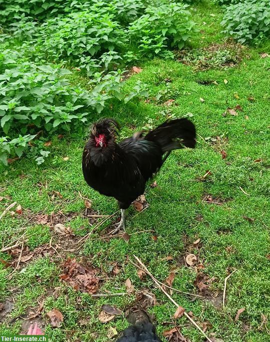 Tiroler Spitzhauben Hahn, Lebensplatz für Hubert