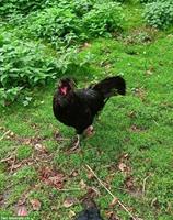 Tiroler Spitzhauben Hahn, Lebensplatz für Hubert