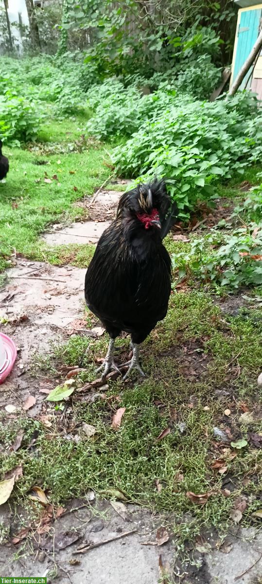 Bild 2: Tiroler Spitzhauben Hahn, Lebensplatz für Hubert