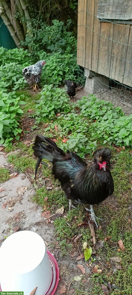 Bild 3: Tiroler Spitzhauben Hahn, Lebensplatz für Hubert
