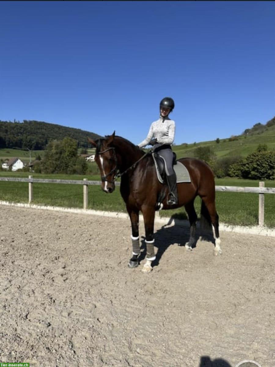 Reitbeteiligung für Irish Sport Horse im Aargau