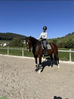 Reitbeteiligung für Irish Sport Horse im Aargau