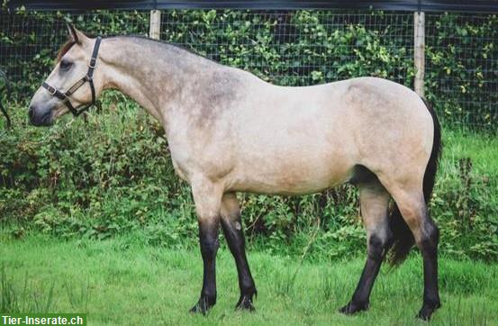 Traum Connemara Wallach, 5-jährig, Class 1